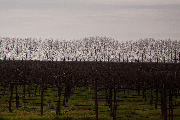trees_and_vines-5873