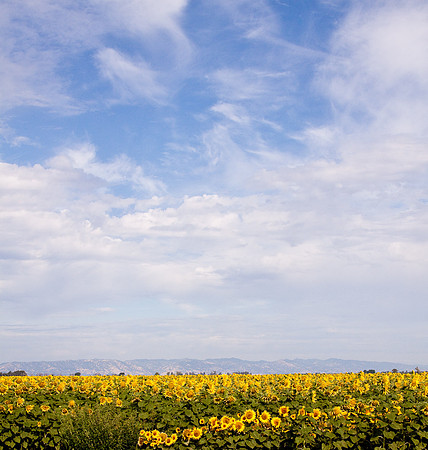 Sunflowers On Hwy 80-3480