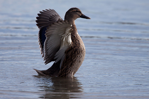 Martinez Ferry Point Mallard