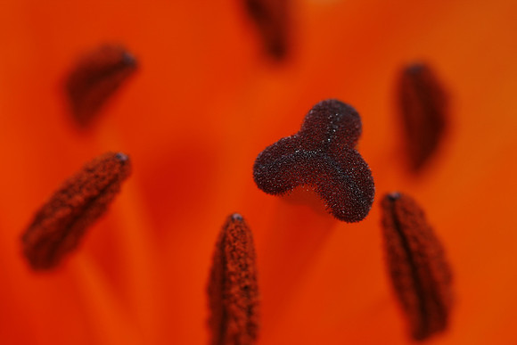 Heart of the Lilly