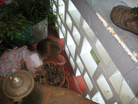 Madeline Captures the Golden Jewel Beetle