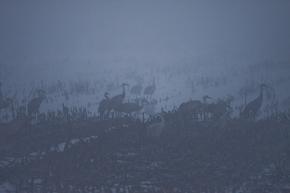 Sandhill_cranes,_egrets,_water_birds,_Staten_-7358