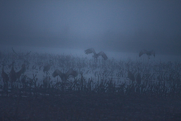 Sandhill_cranes,_egrets,_water_birds,_Staten_-7361