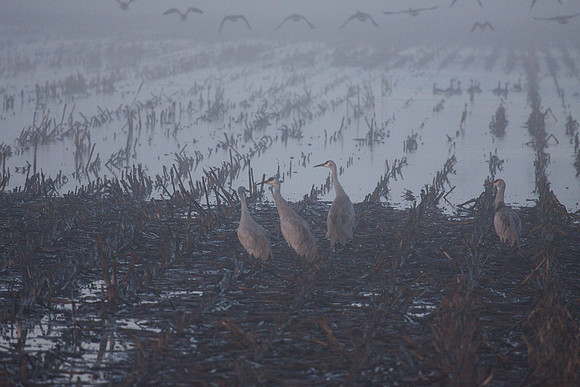Sandhill_cranes,_egrets,_water_birds,_Staten_-7407