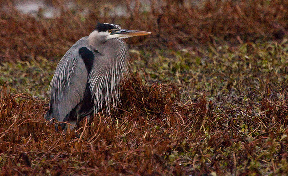 Consumnes Desmond Road Heron