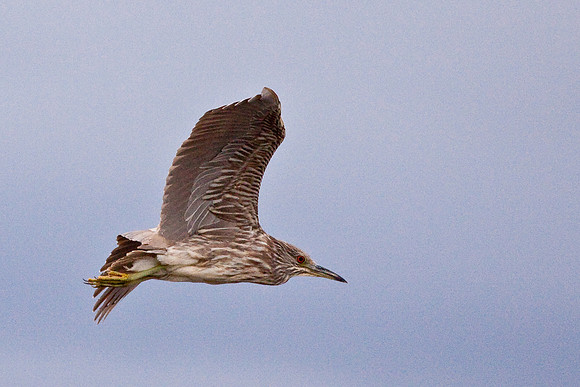 Night Heron