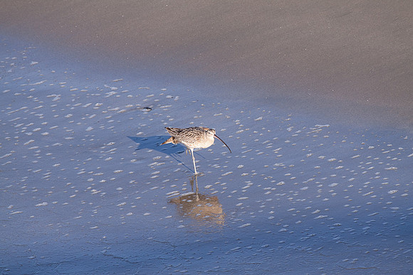 Cerlew at San Simeon Beach