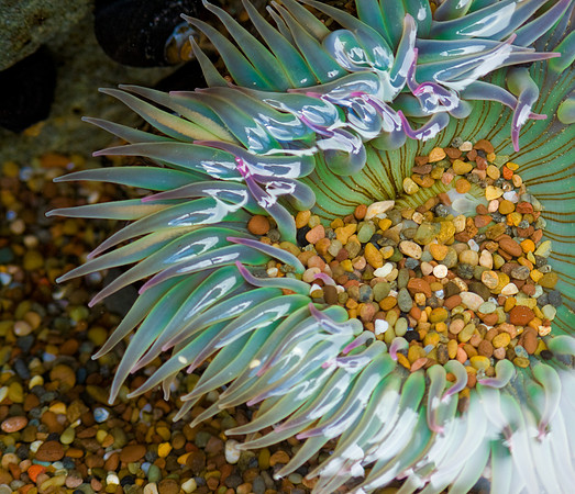 tide_pool-12