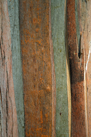 Eucalyptus Bark
