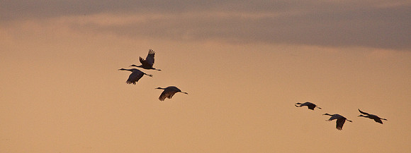 cranes_-7441