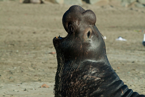 Cambria_SanSimeon-6411