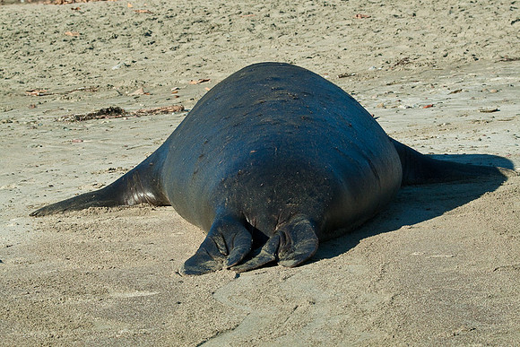Cambria_SanSimeon-6426