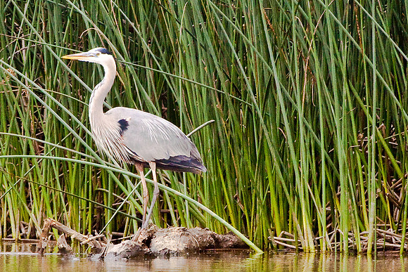 Blue Heron at Fazio-3890