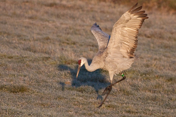 cranes_-6915