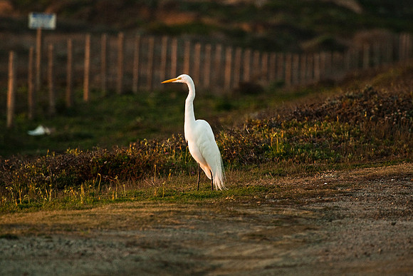 Cambria_SanSimeon-6519