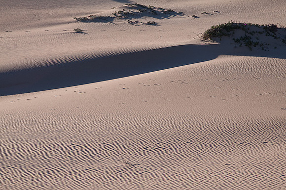 GuadalupeDunes-7581