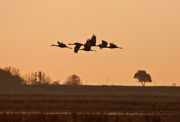 cranes_-7448