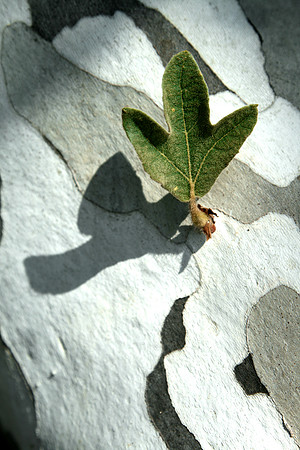 New Life Sycamore