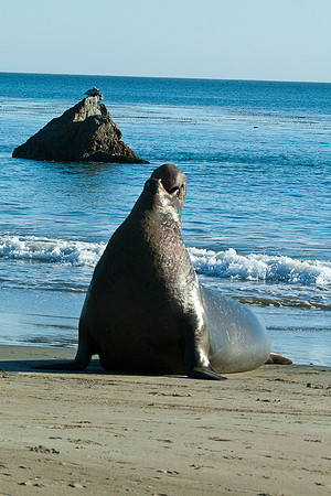 Cambria_SanSimeon-6455