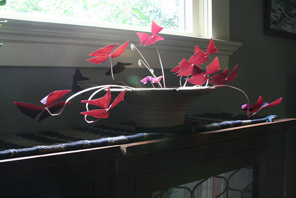 Oxalis
