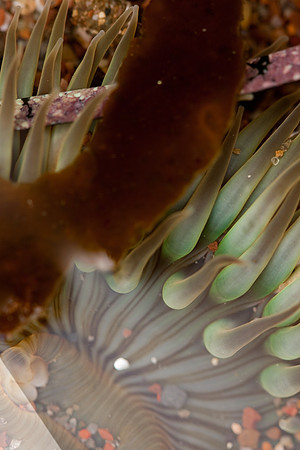 TidePools_at_Cambria-4148