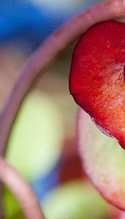 Marilyn's Garden II