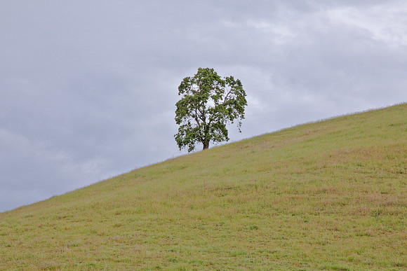 Lone Oak Lagoon Valley