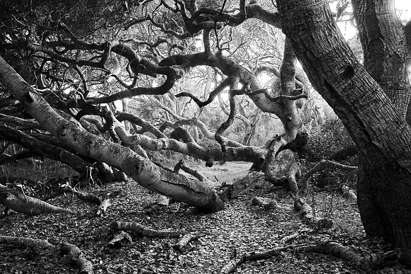 Los Osos Oaks II
