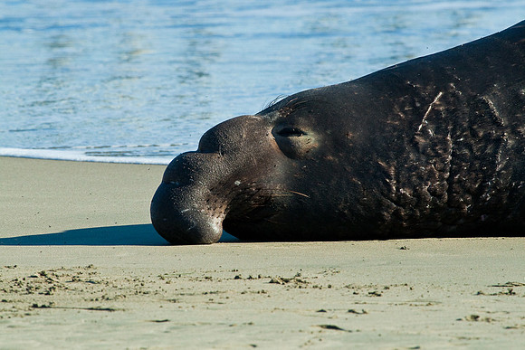 Cambria_SanSimeon-6395