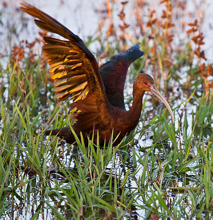 Fazio_birds-3038