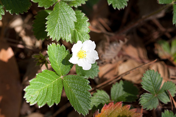 SLOBotanical-1408