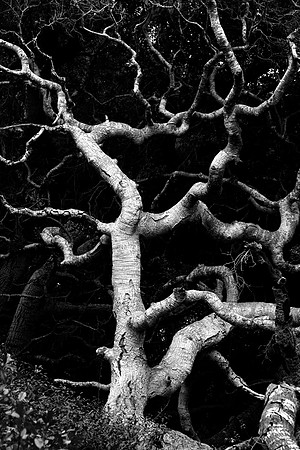 Los Osos Oaks III