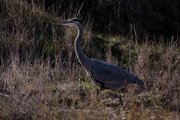 Abbots Lagoon Heron-7332