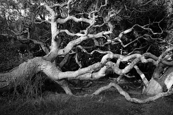 Los Osos Oaks I