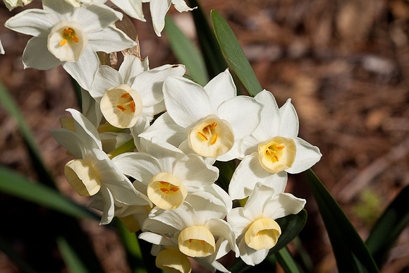 SLOBotanical-1423