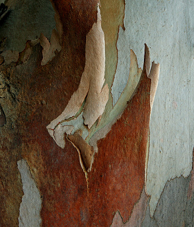 Eucalyptus Bark