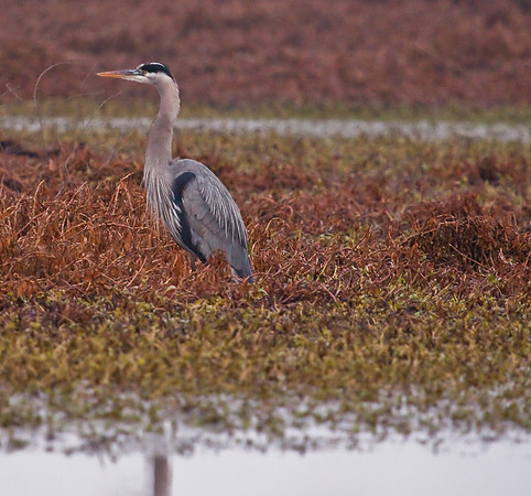 Consumnes ~ Desmond Road Heron