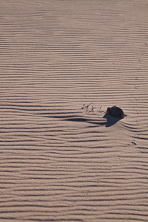 GuadalupeDunes-7578