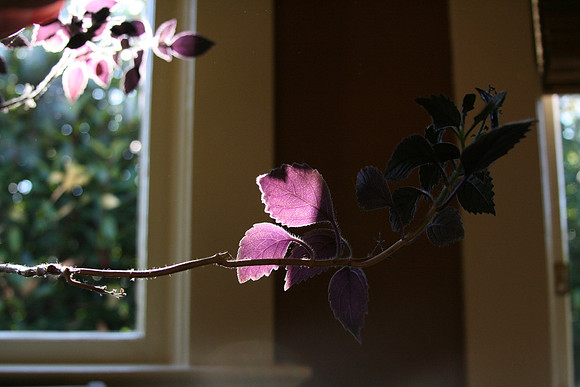 caught light