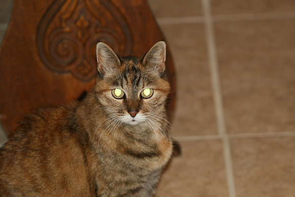 Cleo
