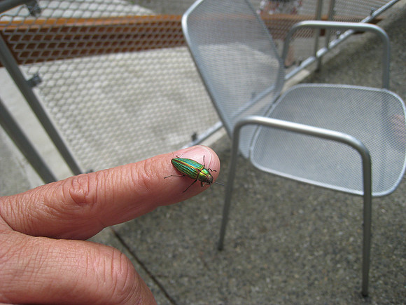Second Golden Jewel Beetle