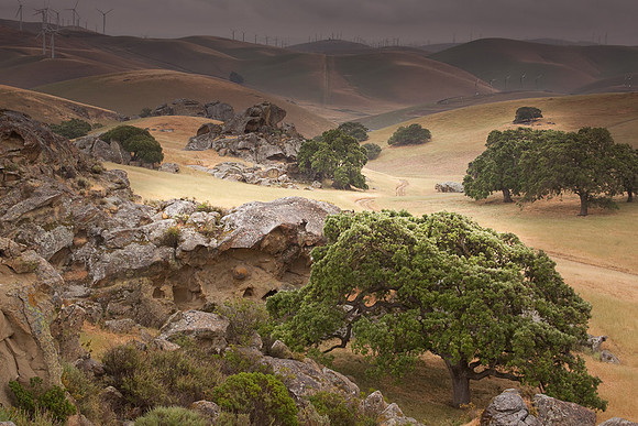 Oaks at Vasco Preserve