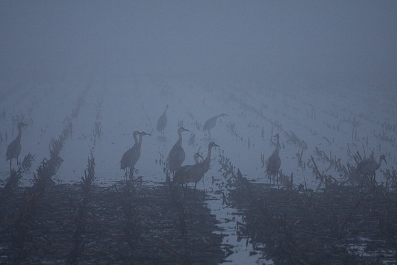 Dawn_Staten_Is.-0089