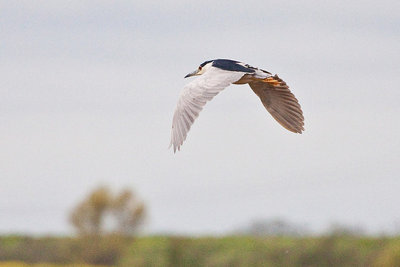 Black Crested Night Heron