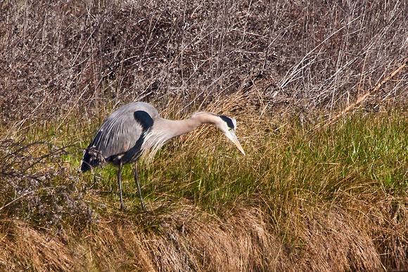 Consumes_Heron-0286