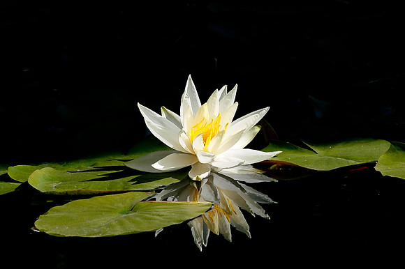 Portland water lilly_096