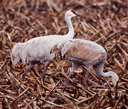 cranes_-5785