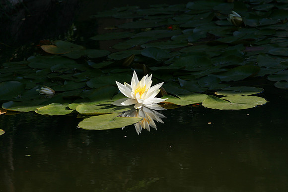 Water Lily