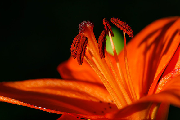 Lily