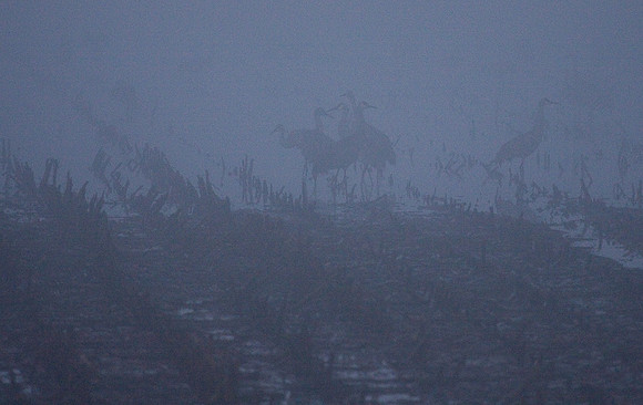 Sandhill_cranes,_egrets,_water_birds,_Staten_-7328
